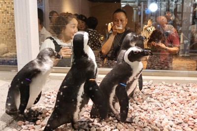 ビールレストランにペンギン!?　日本初　名前は…「ホッピー」