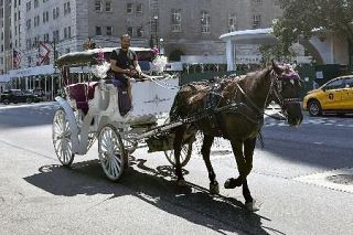 名物の馬車、禁止へ議論　ＮＹセントラルパーク