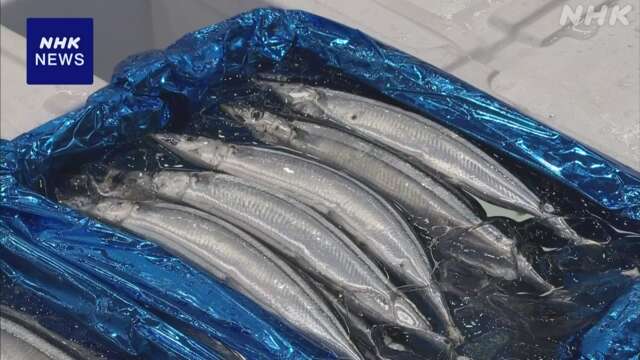 脂ののりよし 秋の味覚 サンマの競り始まる 福島 いわき