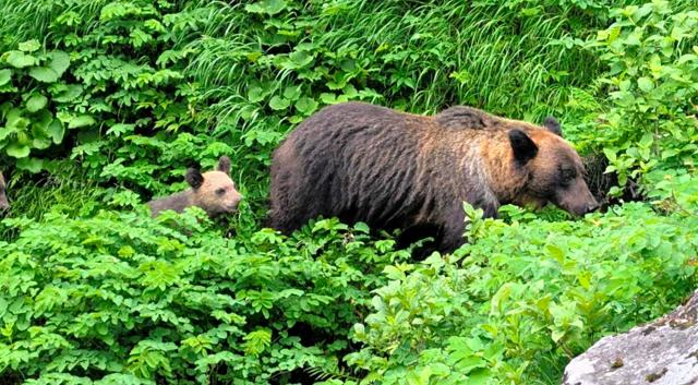 羅臼岳で駆除されたヒグマ、死亡男性を襲ったクマと断定　DNA一致