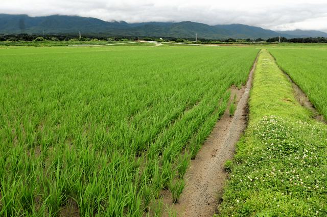 今年の新潟産コシ、過去最高の3万円超　JA概算金、前年1.8倍も