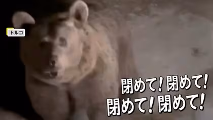 「閉めて！閉めて！」車に襲いかかるクマ“恐怖の瞬間”　餌あげようと近づき…撮影目的の接近行為問題視　トルコ