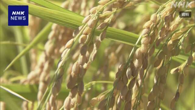 コシヒカリの「概算金」去年比76％引き上げ JA全農にいがた