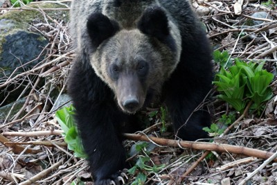 ヒグマ注意報・警報の発表、過去最多を上回るペース　計8件　北海道