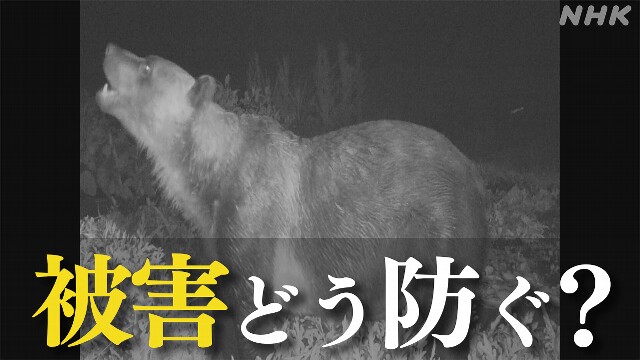 クマ 市街地への出没相次ぐ 理由は？被害どう防ぐ？【Q＆A】