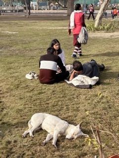 インドの野良犬、措置後に解放へ　最高裁が判断修正、首都や近郊で