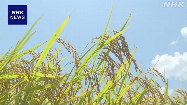 コメ平均価格 5キロ3579円に 前週比71円上昇 今後の見込みは？