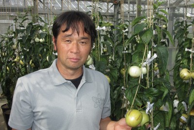トマト似のナス科野菜、味はメロン？　ペピーノ、厚木の特産目指す