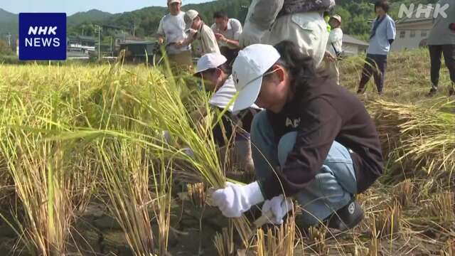 三重 小学生が自分たちで育てた稲を刈り取り