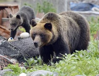 東欧スロバキアでヒグマ調査　被害頻発、頭数把握で対策