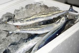 サンマやサバの新漁法、実証へ　水産庁予算、造船費支援も