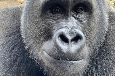 パパになれるかゲンタロウ　京都市動物園のゴリラ、10月に上野へ