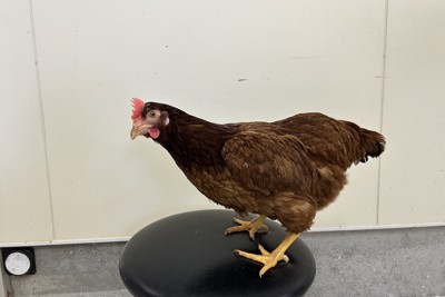 乱暴な「いじめ体質」のニワトリを見分ける手法開発　名古屋大など