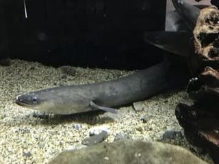ウナギ規制強化「妥当」　ワシントン条約事務局が暫定評価