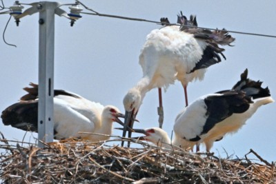 コウノトリ、佐賀で3年連続繁殖　過酷な環境生き抜き2羽が巣立ち