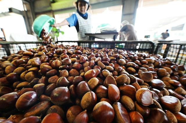 高温少雨にも負けず「秋色」つやつや　熊本・山鹿でクリの出荷本格化