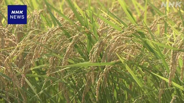 福井 コシヒカリの収穫時期 高温や渇水で収穫量減に懸念も