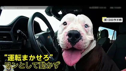 「乗っていくか？」迷子犬がパトカーに居座り…運転席から動かず　警察官もお手上げ　米コロラド州