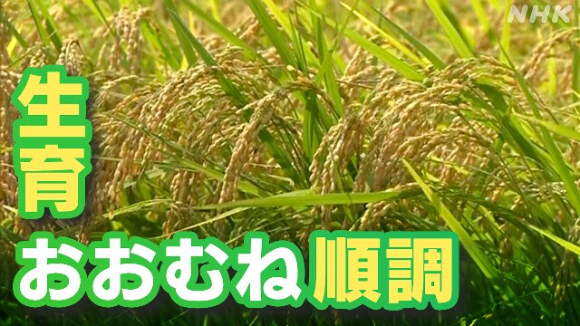 コメの収穫量見込み 生育は「おおむね順調に推移」 農水省