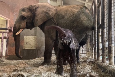 マルミミゾウの赤ちゃん誕生　出産は国内初　広島・安佐動物公園