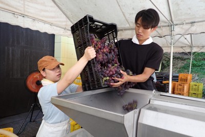 巨峰で作るワインの新酒　「祭り」控え醸造が佳境　福岡・久留米