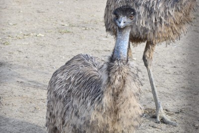 茨城でエミューが逃走　ダチョウ似の大型の鳥　県警「近付かないで」