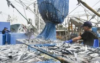 千葉の銚子漁港でサンマ初水揚げ　1日で過去4年分上回る
