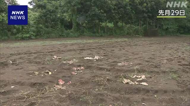 北海道 江差町 駆除のヒグマ スイカ食い荒らしのクマとDNA一致