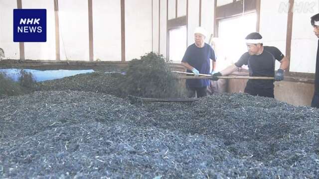 徳島 伝統の藍染め 染料作るための「寝せ込み」の作業始まる