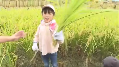 「おいしく食べて…」津山市の小学生がアフリカ・マリ共和国などへの支援に向け育てたコメを稲刈り【岡山】
