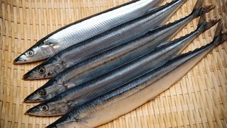 秋の味覚サンマ：長引く不漁でいまや高級魚？―24年の水揚げ量は3万8000トン