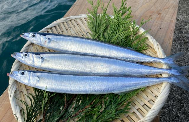 サンマ養殖、事業化レベルで成功　出荷目安100g超　マルハニチロ