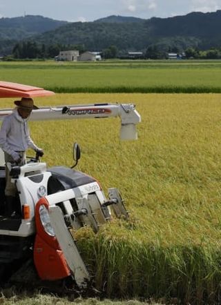 コメ、猛暑影響受け新指標　秋にも、直近5年収量基準