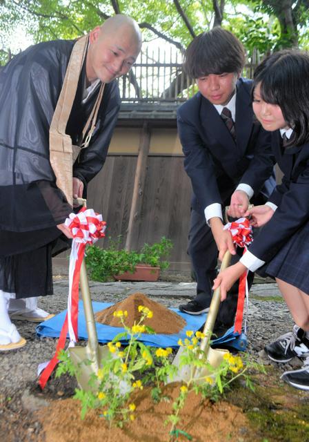 京都ゆかりの稀少菊よ、咲き誇れ　「菊の節句」に高台寺塔頭で植栽