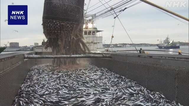 釧路港のマイワシ水揚げ量 去年同時期の半分程度 海水温影響か
