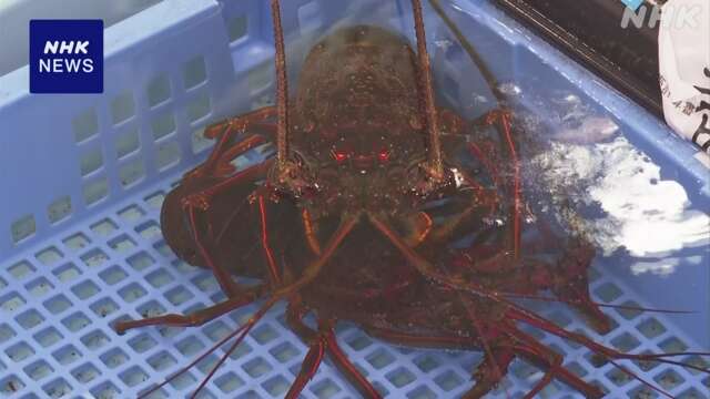 宮城 南三陸町で伊勢エビが豊漁 海水温の上昇で越冬して成長か