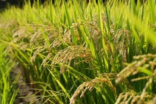 【独自】コメ増産へ、種もみ備蓄　農水省、高温耐性に転換後押し