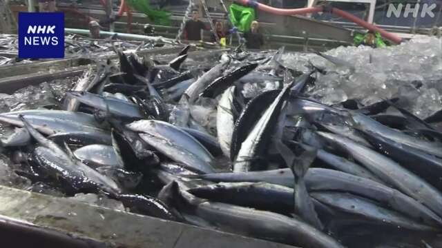 北海道 花咲港 サンマ豊漁も タンクなどの資材不足する事態に