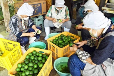 立ちこめる爽やかな香り　福岡・豊前でユズゴショウ作り最盛期