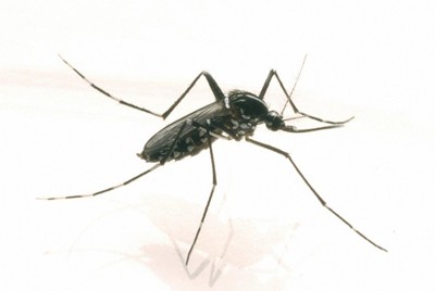 刺されやすいのは夏よりも秋?　蚊が“必死”になる理由