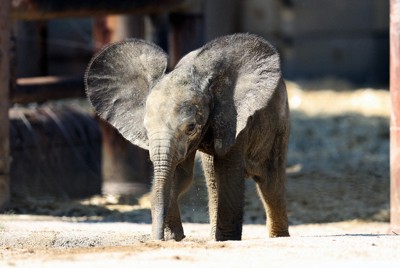 国内初マルミミゾウの赤ちゃん、17日から一般公開　愛称の募集も