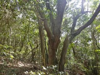 大型風力発電、建設計画を中断　豊田通商系「資材高騰」、鹿児島