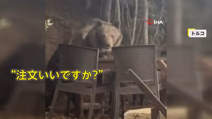 国立公園内レストランのテラス席に「クマ」客の食べ残しを“つまみぐい”する様子もカメラに　トルコ