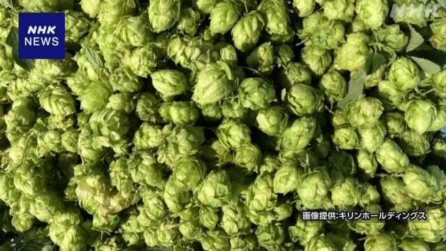 ビール各社 厳しい暑さでも育つホップの栽培技術開発など進む