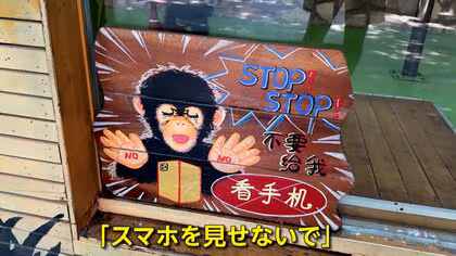 チンパンジーが“スマホ中毒”？来園客が見せる画面にくぎ付け…「スマホ見せないで」動物園が呼びかけ　上海