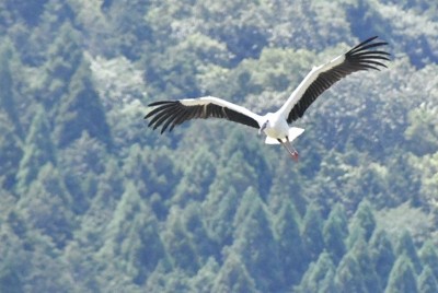 埼玉・鴻巣、コウノトリを「市の鳥」に　市名の由来の一つ、伝説も