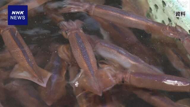 スルメイカ 今年度の漁獲枠 一転 現状から34％拡大へ 水産庁