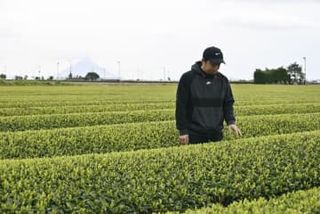荒茶生産「日本一」好機に海外販路拡大　勢いづく九州、トランプ関税負けぬ