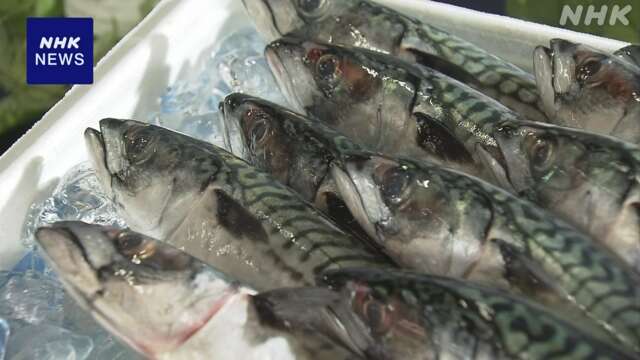 今季初 ノルウェー産のサバ輸入 海外でも漁獲量減で高値に
