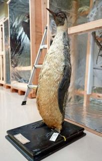 【独自】南極白瀬隊捕獲ペンギン、台湾に　秋田の記念館が文書発見